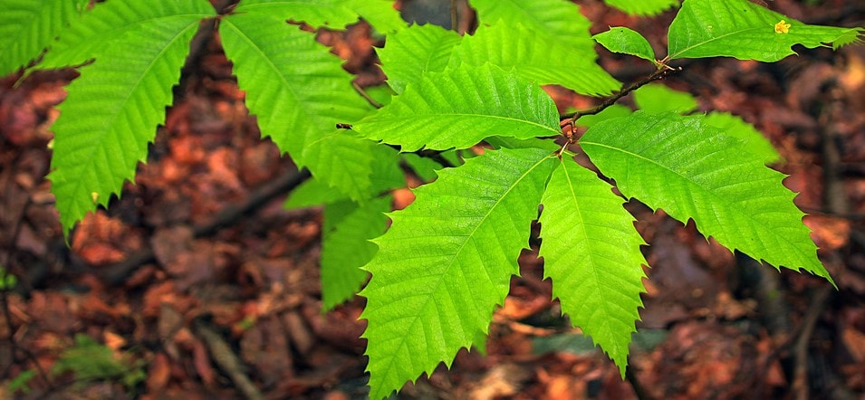 Feuilles De Chataignier King Tree Feuilles De Chataignier King Tree